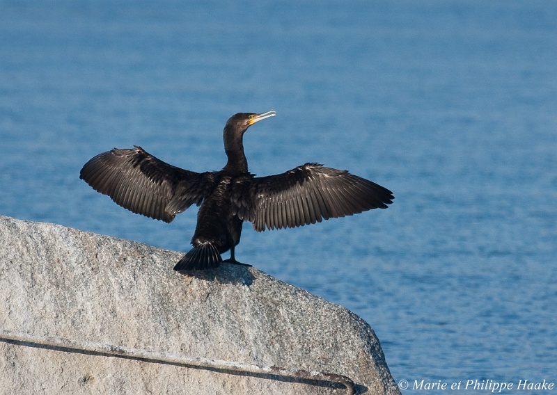 Cormoran 9122_wm.jpg - Grand Cormoran séchant ses ailes au soleil (sur une pierre du Niton, Lac Léman, Genève, Suisse, décembre 2008)